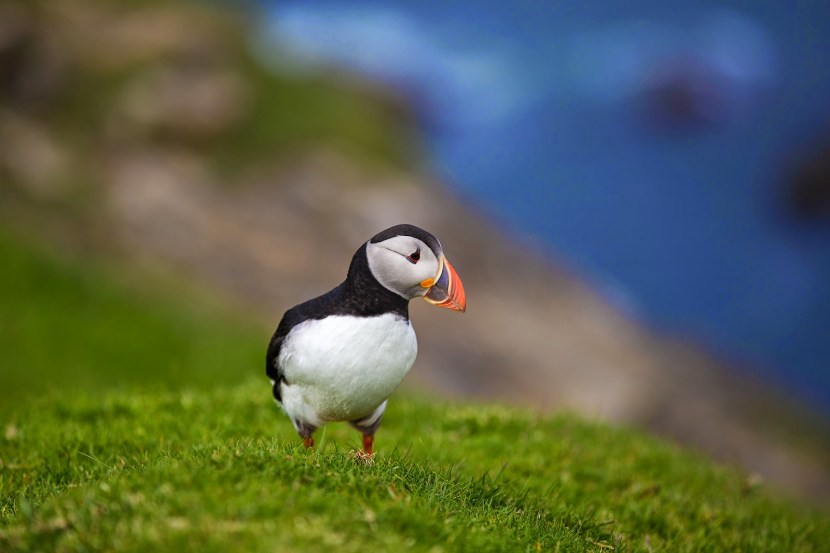 Ipatka Island of Wrangel