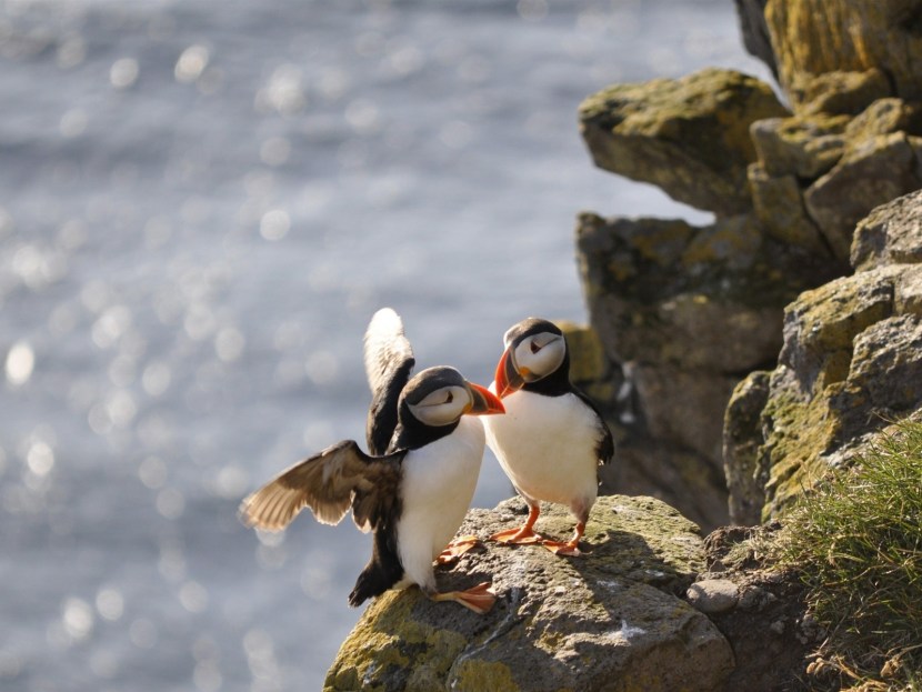 Scotland Saint Kilda Puffin