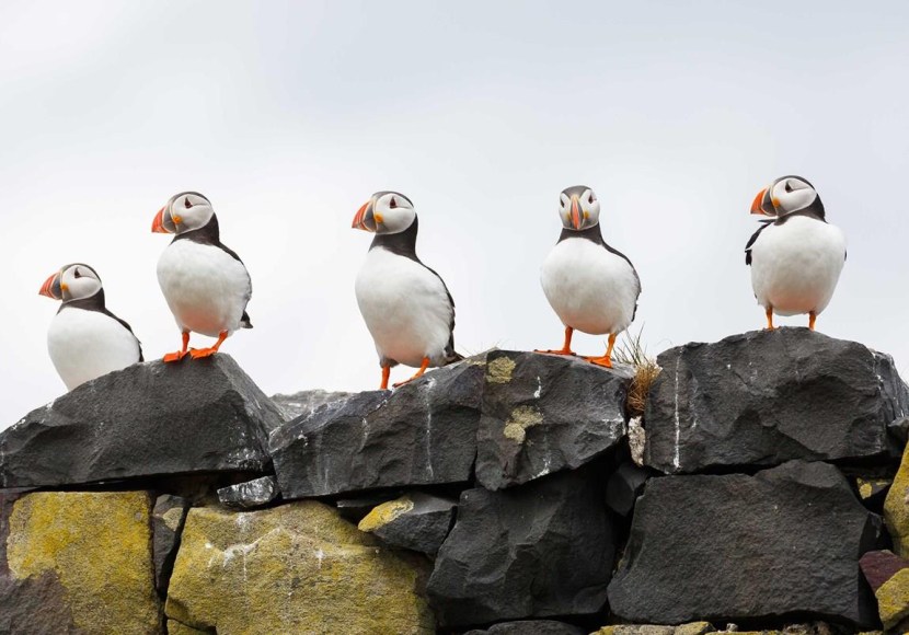 Barbara's Original Puffins
