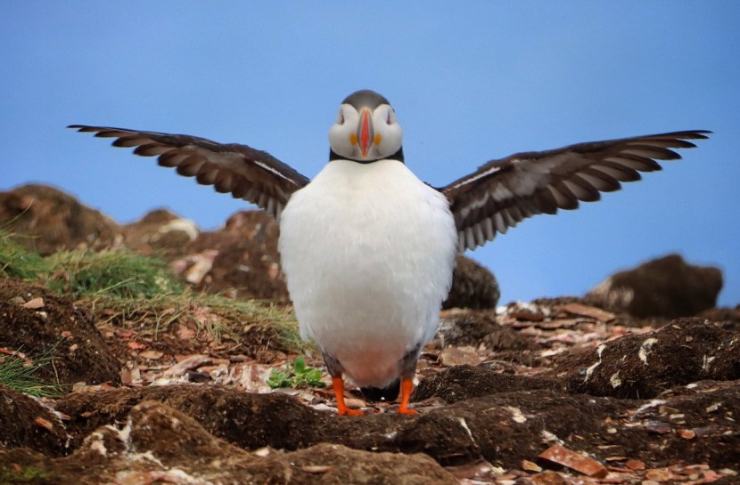 Dead end lunni, black and white, 15 cm