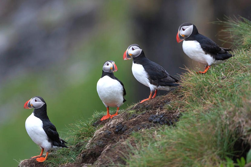 Ipatka Island of Wrangel