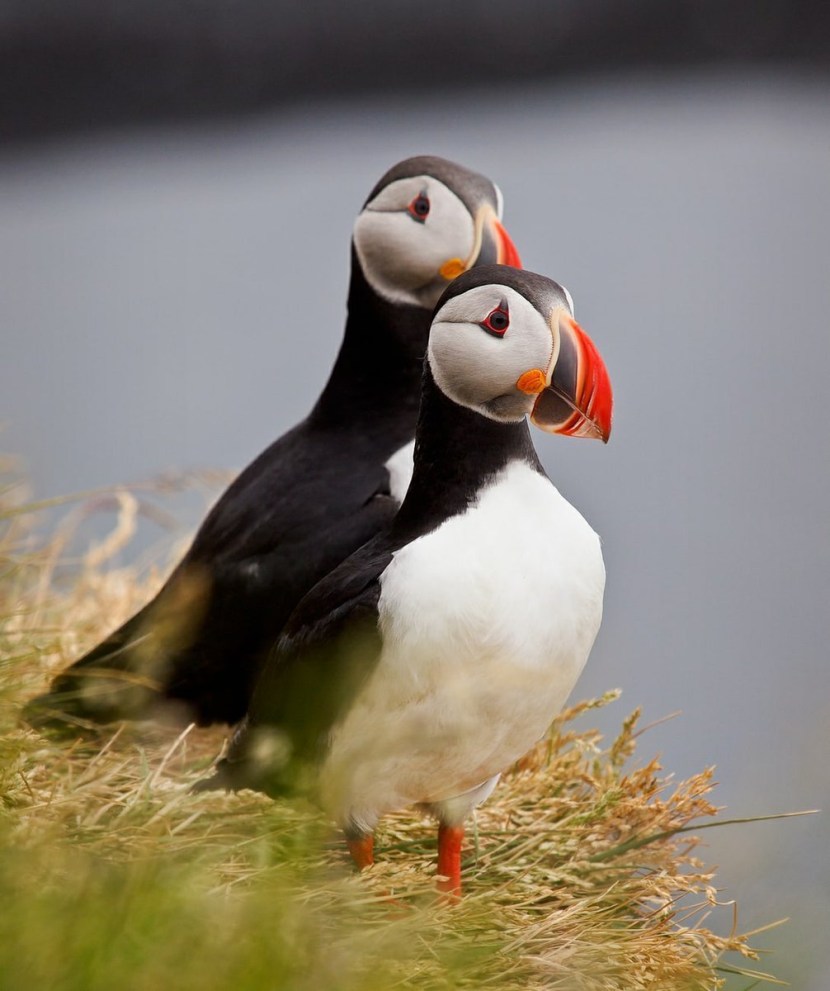 Puffins 500