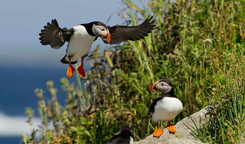 The bird is a dead end