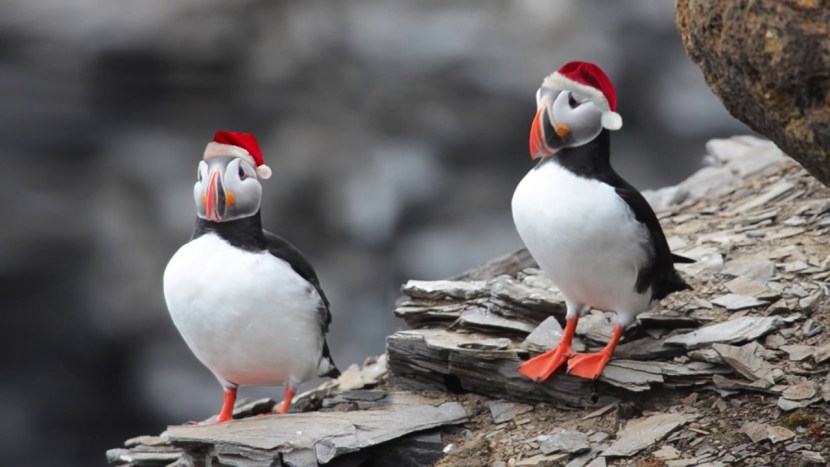 Deadlocks from Reykjavik team