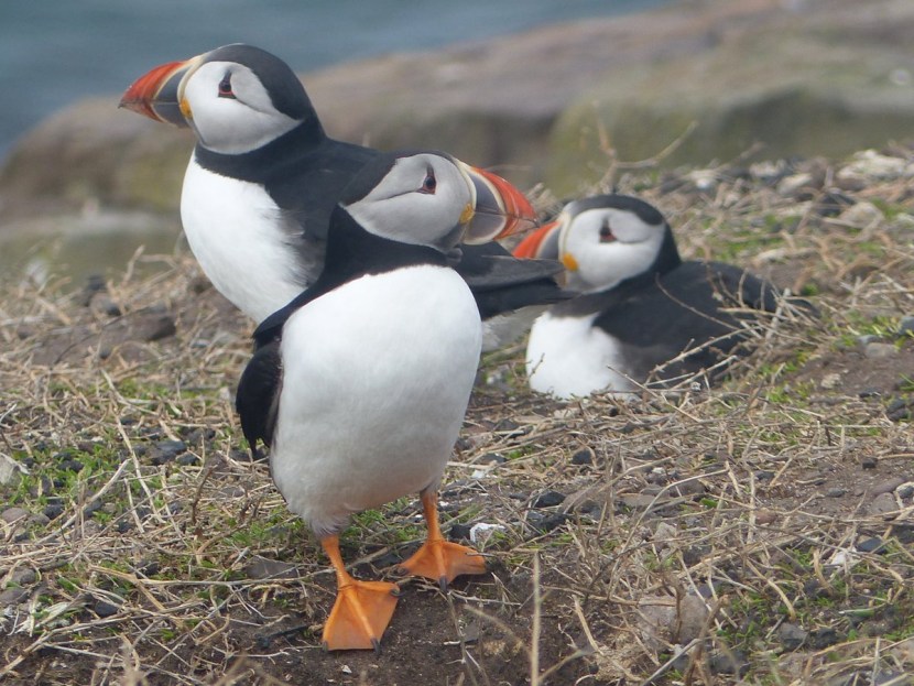 Keeper of the island of Puffin