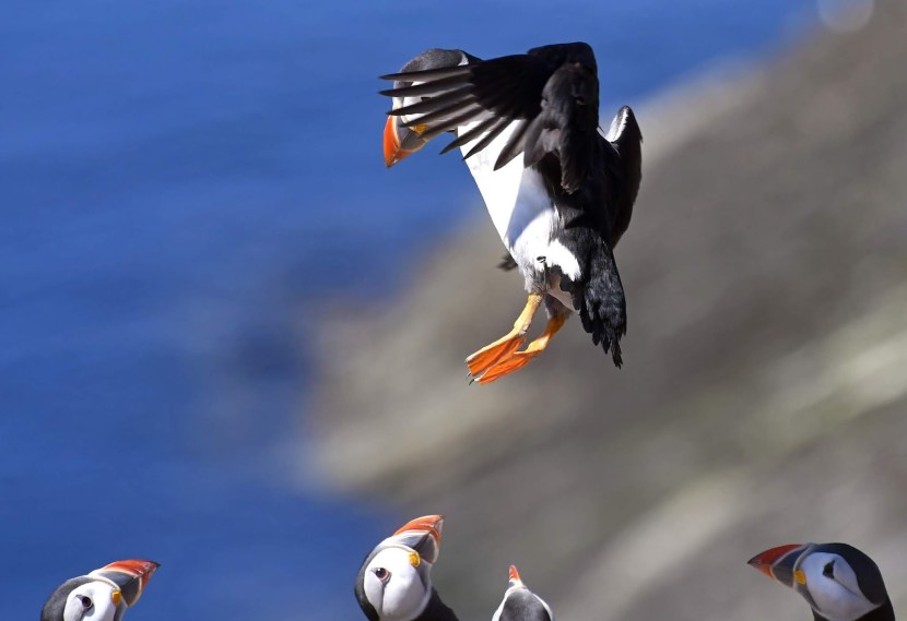 Atlantic dead end bird