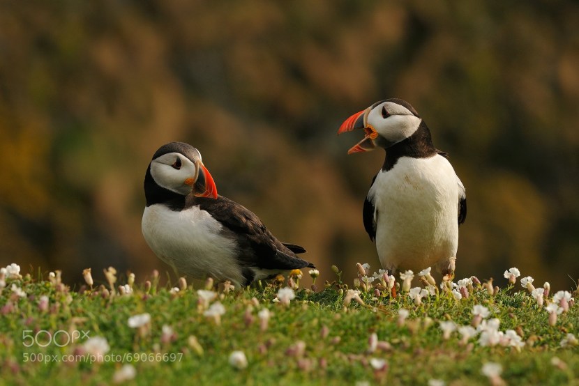 Dead ends skelig-master