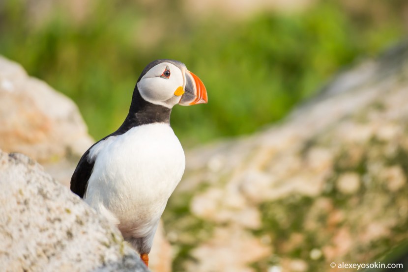 Dead end in the Far Eastern Marine Reserve