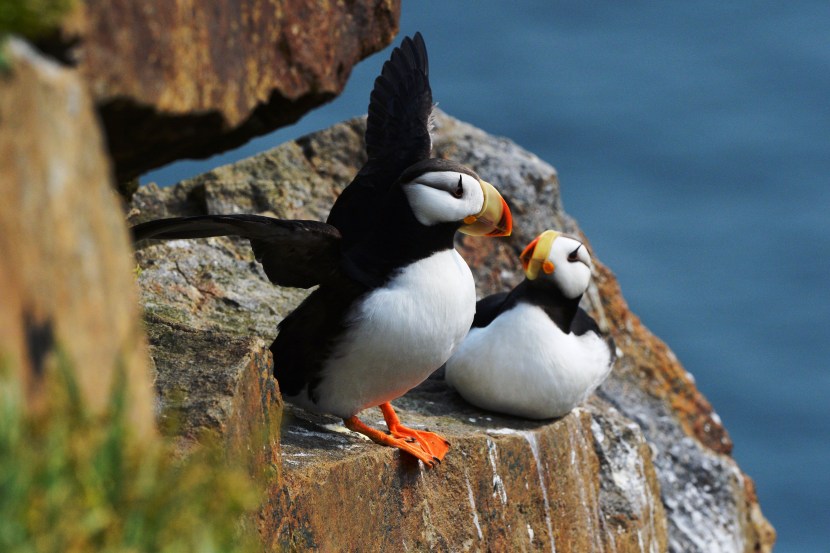 Puffin bird
