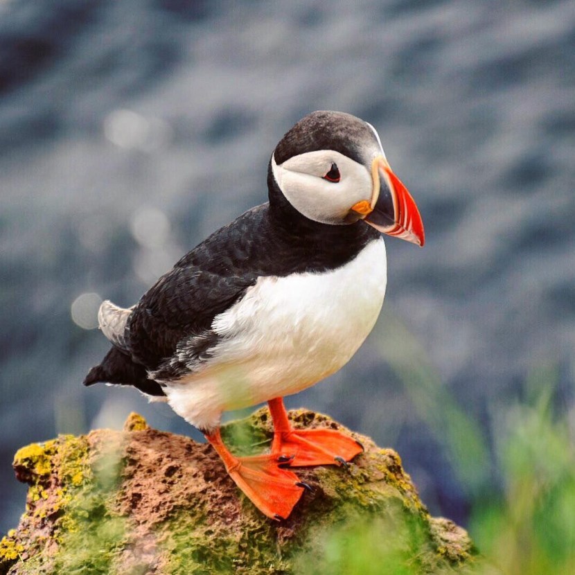Petrel and a dead end