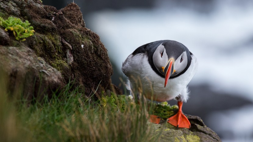 Puffin in the forest