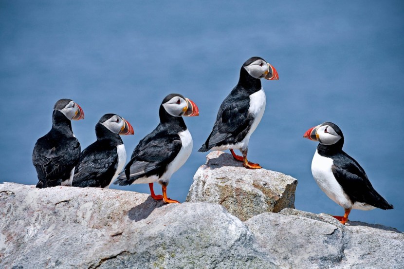 Microwave Panasonic NN SD366W Scheme