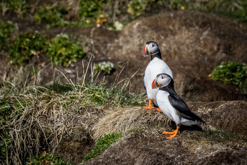 Arctic dead end bird