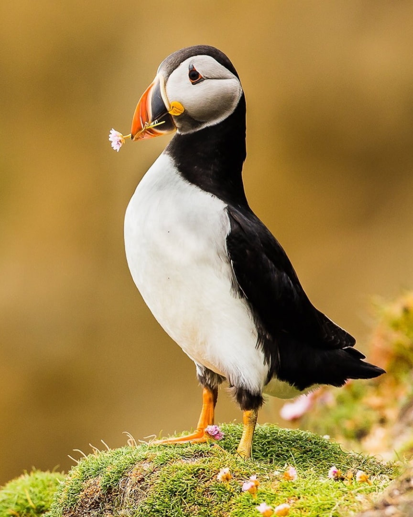 Carrie Chambers actress