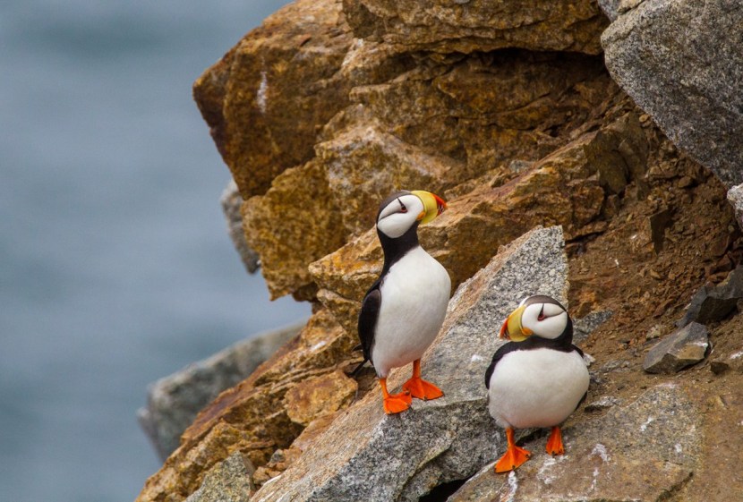 Morpugo Keeper of the island of Puffin