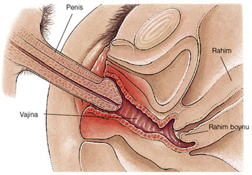 Blue -up vagina orgasm