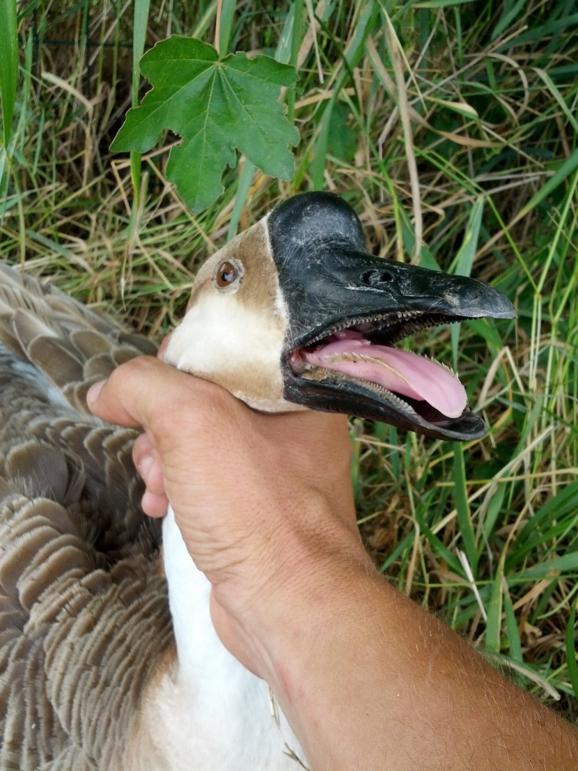 Maachtaya will hang a girl in red