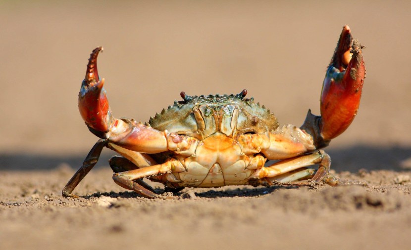 Predatory crab
