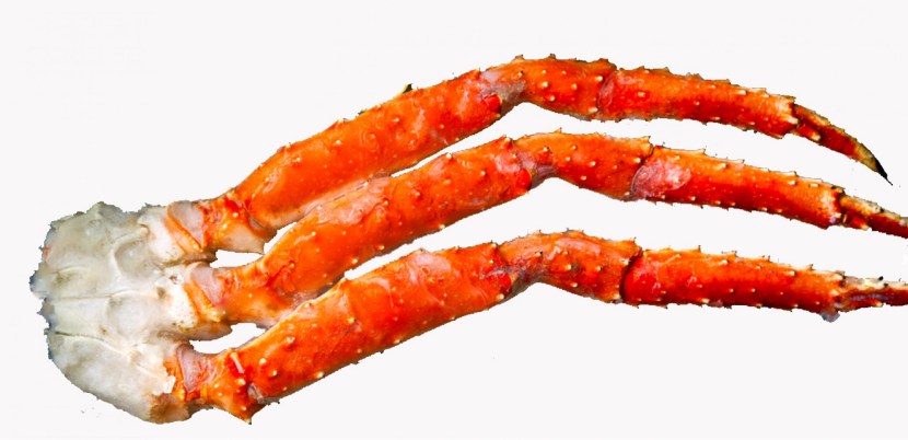 The claws of the Kamchatka crab