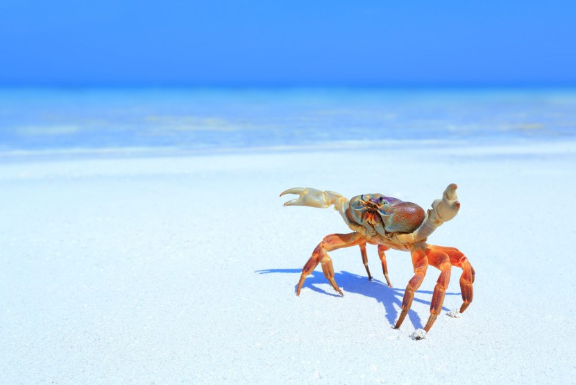 Crab on the beach