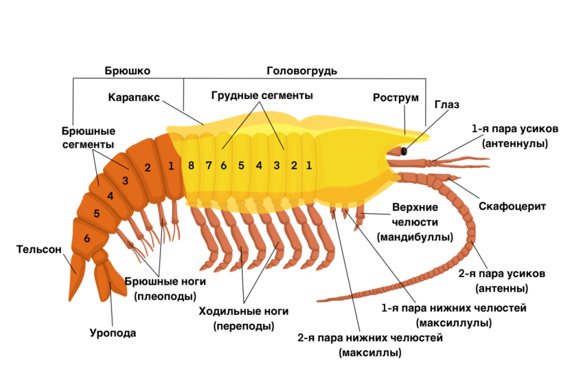 Maxillas in crustaceans