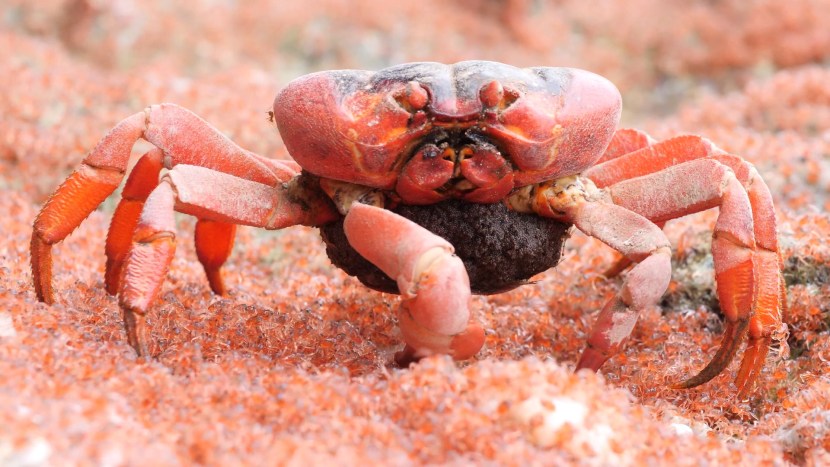 The birth of a crab