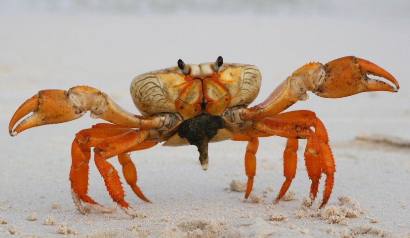 Cuban crab