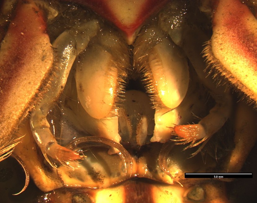 Anime Okaasan Online Ova The Beach Episodes Crab