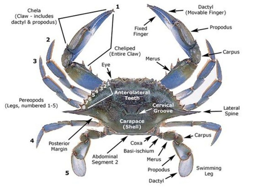 Maxillas in crustaceans