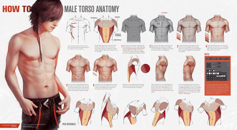 Male torso reference anatomy