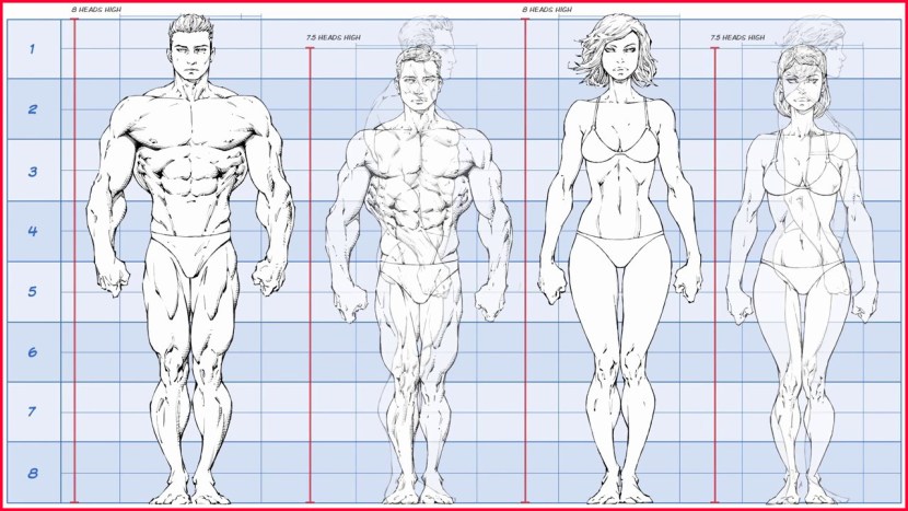 The proportions of the human body reference