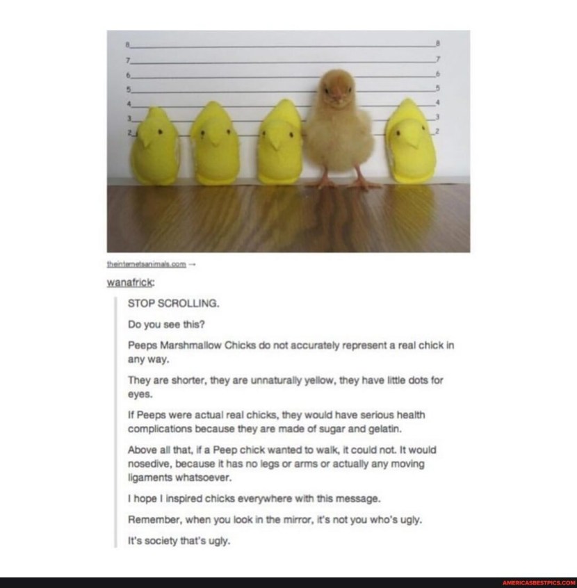 Marshmallow Peeps Chicks Yellow