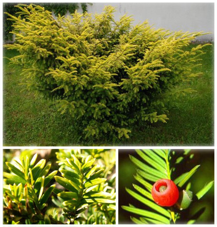 TIS elegantissima