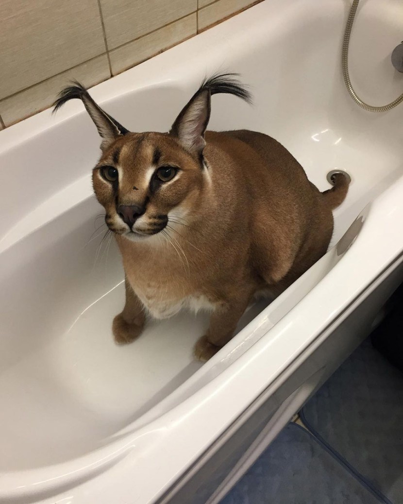 Caracal Floppa