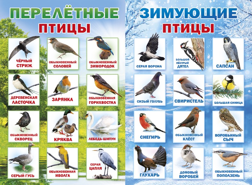 Wintering birds of Russia for preschoolers