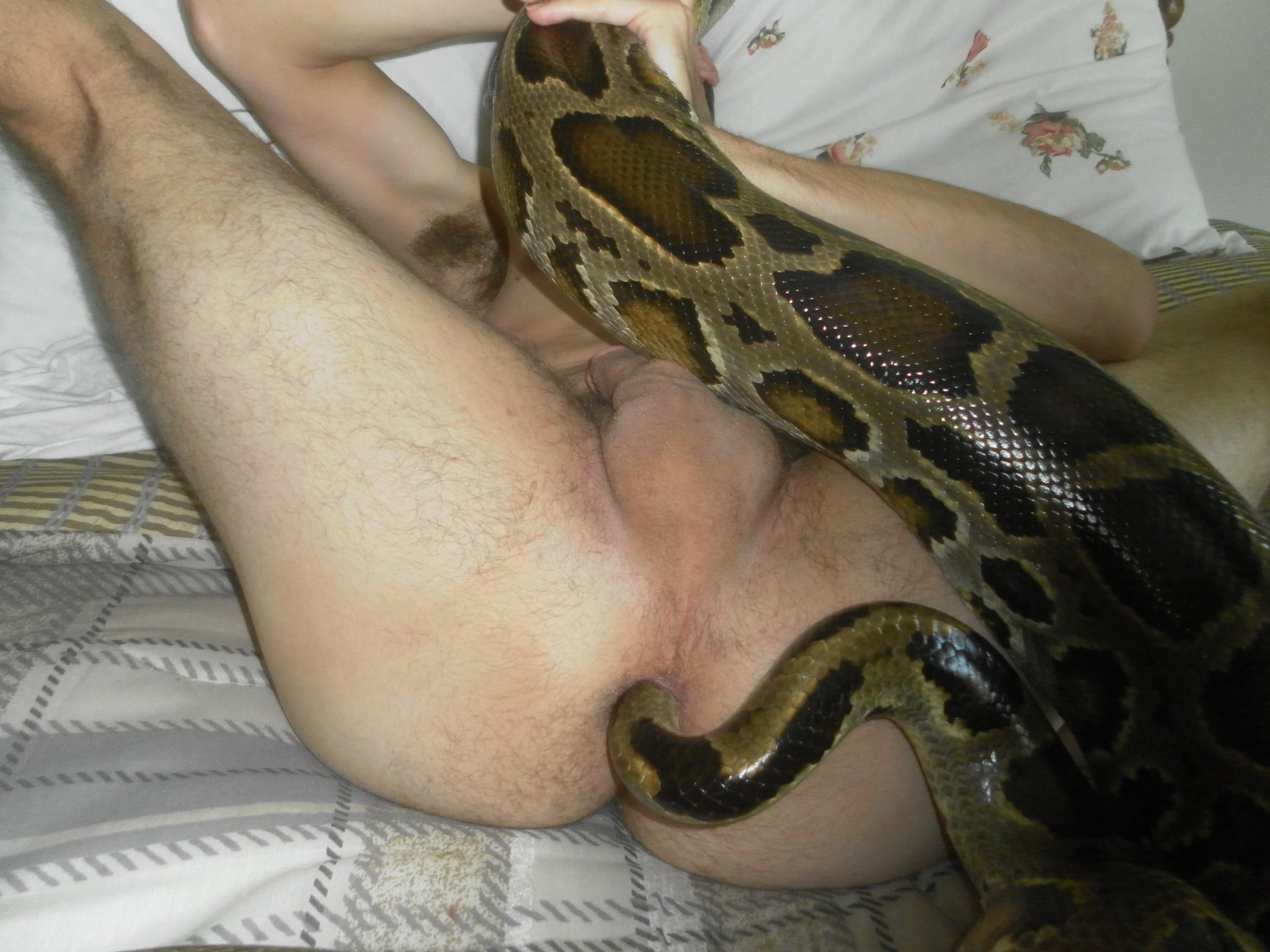 порно как засовывают змею фото 3