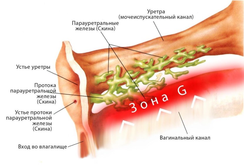 The location of the point G in women