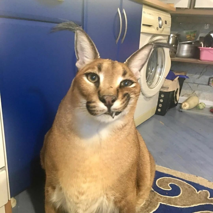 Karakal Gosha Schspep