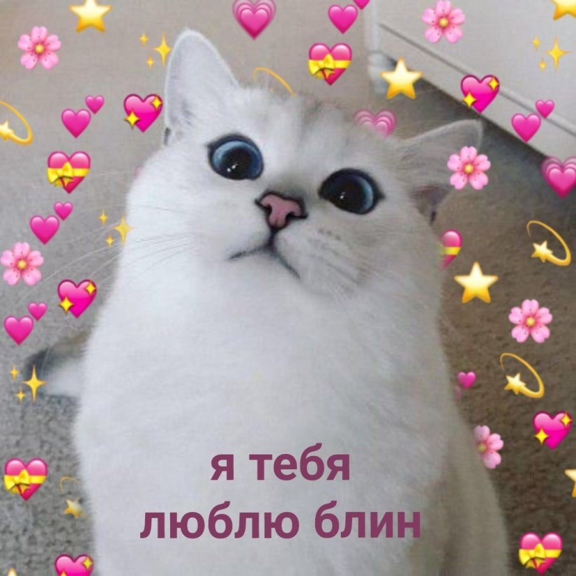 Cute cats I love you