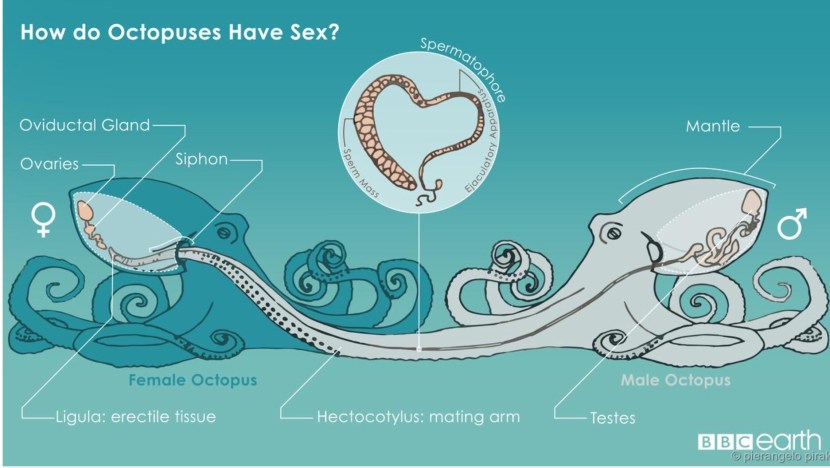 Lucy Collett Weight Gain Stuffer