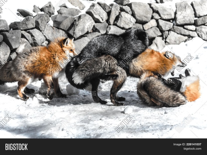 Tiffany Tatum Viksen