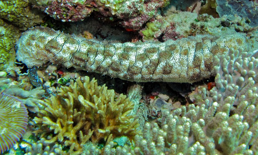 Sea cucumber