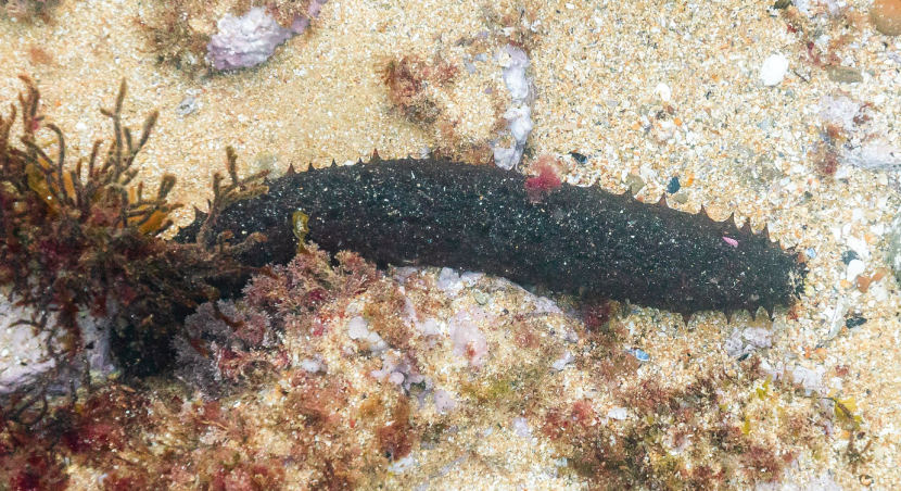 Sea cucumber