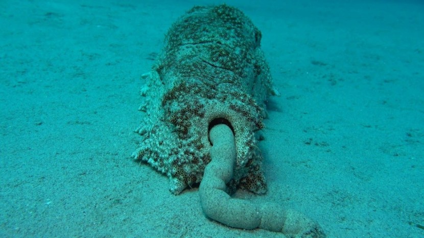 Acupuncture of holoturia