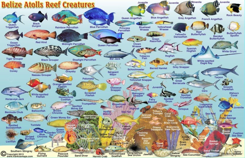 Cucumbers Card Cartoon