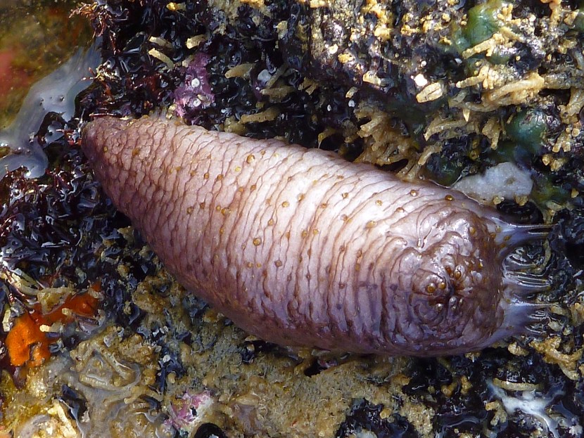 The larva of holoturia