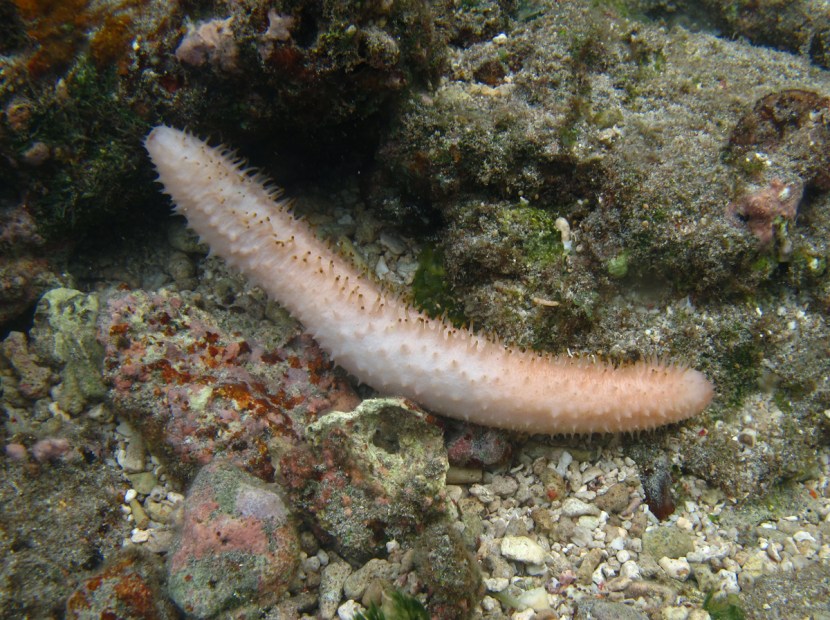 Tentacles of Goloturia