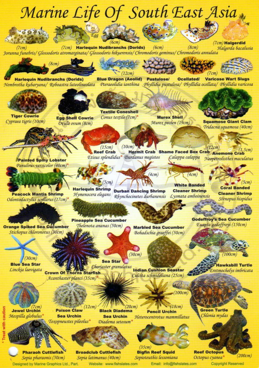 Lncrnas Are Observed in a Large Diversity of Species