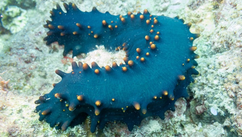 Sea cucumber pills