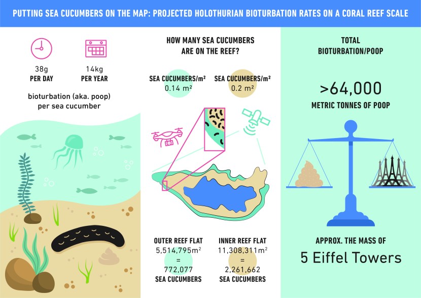 Fish living in the anus of sea cucumber